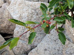 Frangula rubra