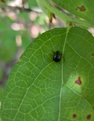 Synolabus bipustulatus