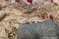 Kopet Dagh Bent-Toed Gecko photo 2