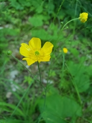 Ranunculus acris acris