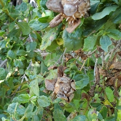 Rhopalomyia californica