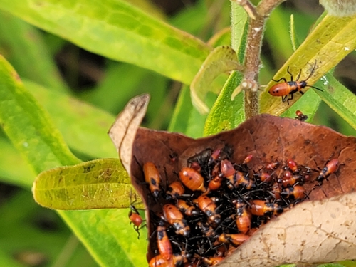 Large Milkweed Bug photographed in New Hampshire
