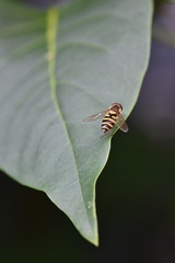 Syrphus knabi