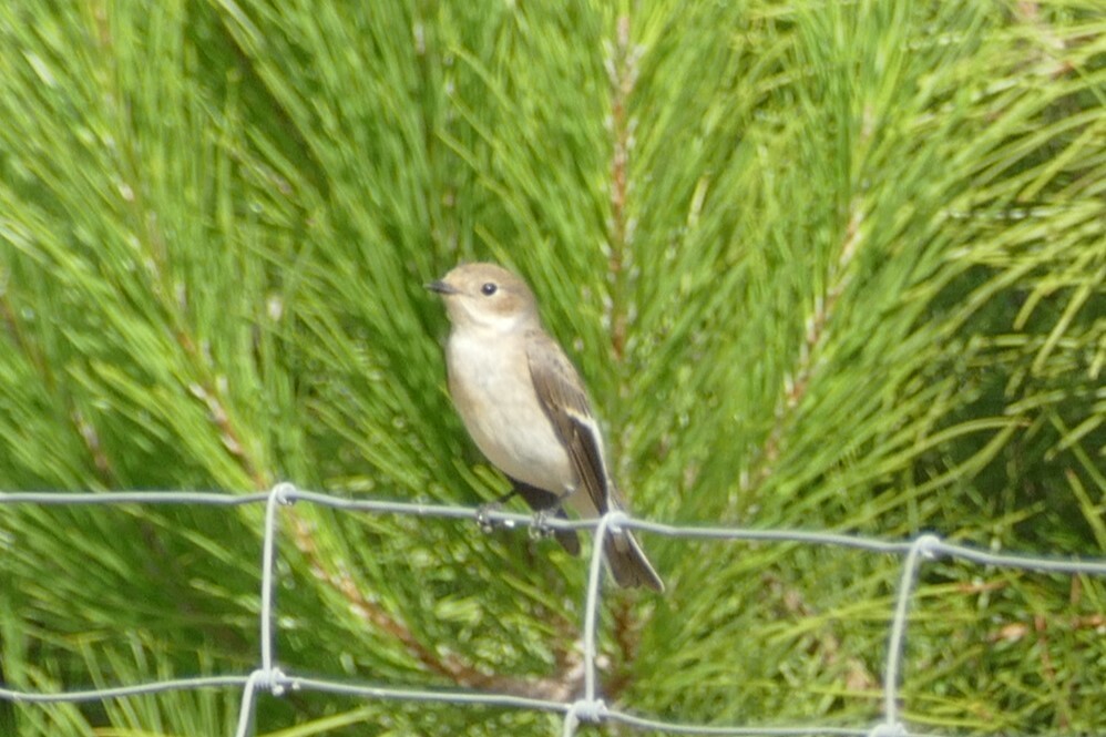 European Pied Flycatcher
