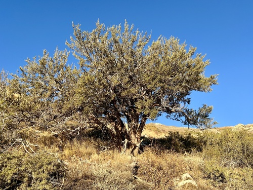 Curl-Leaf Mountain Mahogany seedling