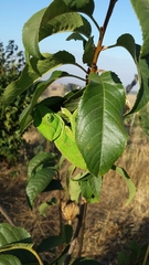 Chamaeleo chamaeleon