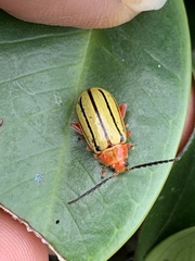 Disonycha quinquelineata