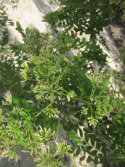 Albizia retusa