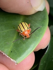 Disonycha quinquelineata