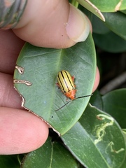 Disonycha quinquelineata