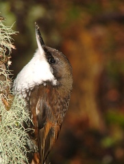 Pygarrhichas albogularis