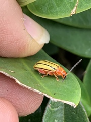 Disonycha quinquelineata