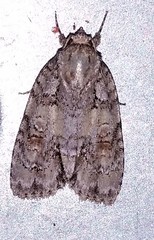 Acronicta immodica