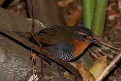 Scelorchilus rubecula