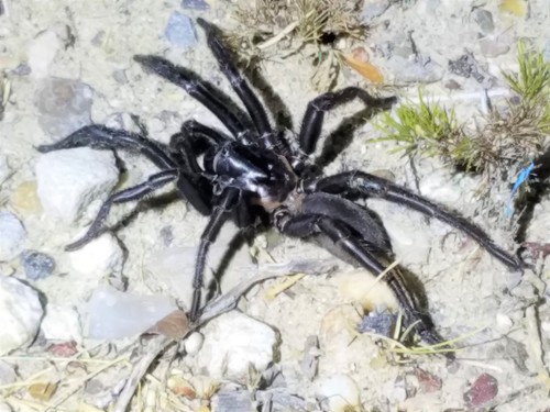 Southwestern Trapdoor Spider photo 3