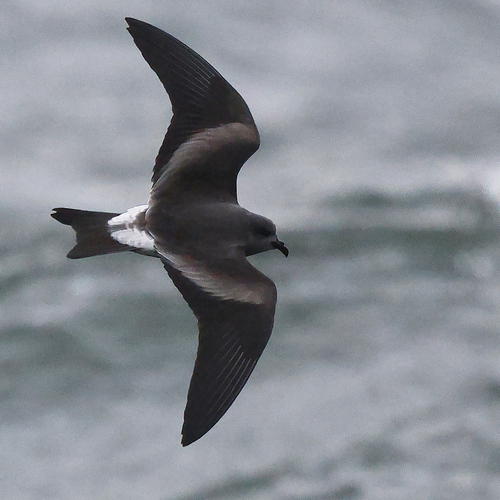 Leach's Storm-Petrel, Holyrood, NL, Canada, photo 9 of 10