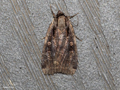 Eueretagrotis sigmoides