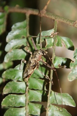 Macropophora accentifer