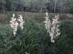 Yucca flaccida