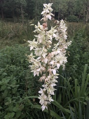 Yucca flaccida