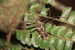 Macropophora accentifer