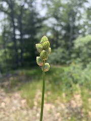 Carex cumulata