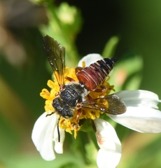 Coelioxys slossoni