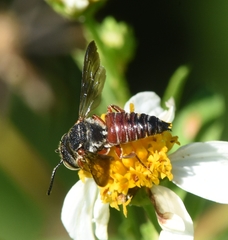 Coelioxys slossoni