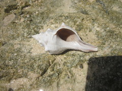 Pleuroploca trapezium