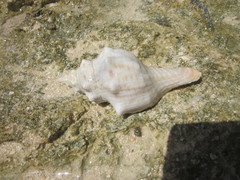 Pleuroploca trapezium