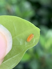 Disonycha quinquelineata