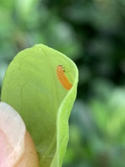 Disonycha quinquelineata