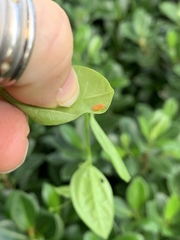 Disonycha quinquelineata