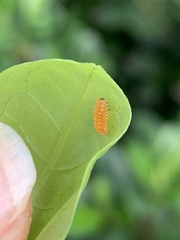 Disonycha quinquelineata