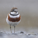 New Zealand Double-banded Plover - Photo (c) Samuel Amaris, some rights reserved (CC BY-NC), uploaded by Samuel Amaris