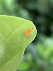 Disonycha quinquelineata