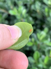 Disonycha quinquelineata