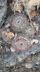 Mammillaria wagneriana