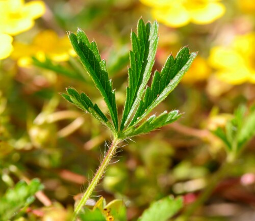 Penkiapirštė sidabražolė nuotrauka
