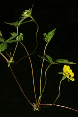 Penkiapirštė sidabražolė nuotrauka