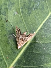 Eoparargyractis