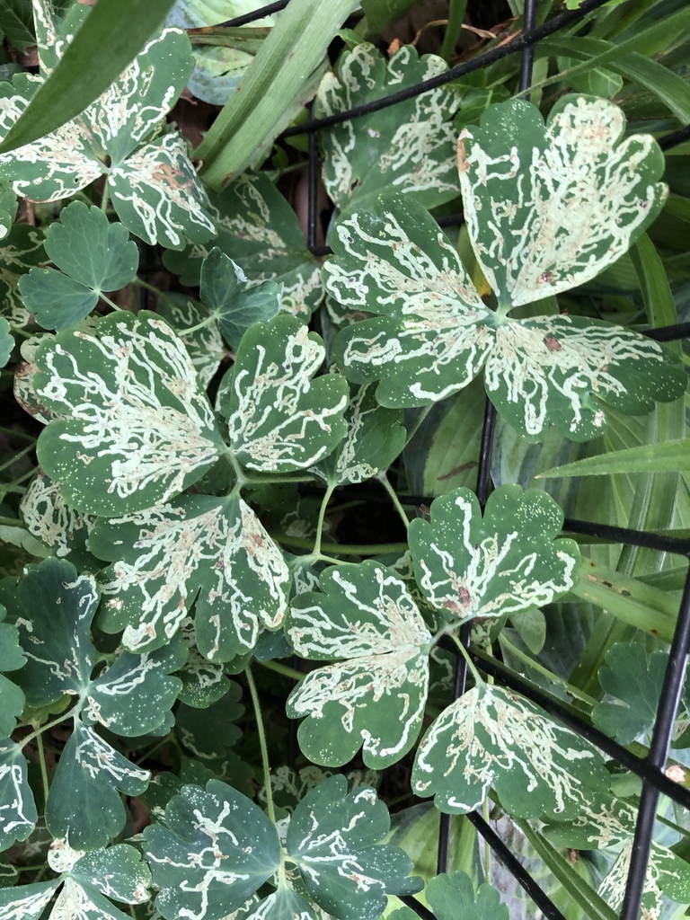Phytomyza