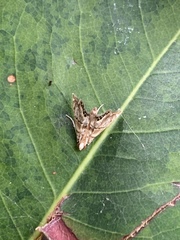 Eoparargyractis