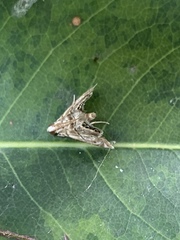Eoparargyractis