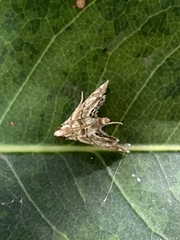 Eoparargyractis