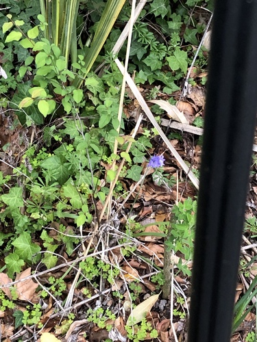Hyacinthoides × massartiana, photograph 1