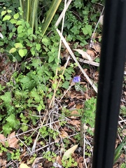 boytouchgrass, CC BY, iNaturalist via GBIF Hyacinthoides × massartiana, photograph boytouchgrass, CC BY, iNaturalist via GBIF