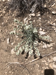 Oreocarya flavoculata