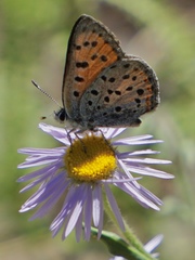 Lycaena cupreus