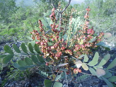 Pseudosmodingium virletii